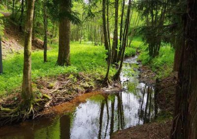 Bachaue-unterhalb-des-Forsthauses
