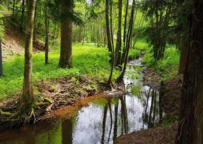 Bachaue-unterhalb-des-Forsthauses